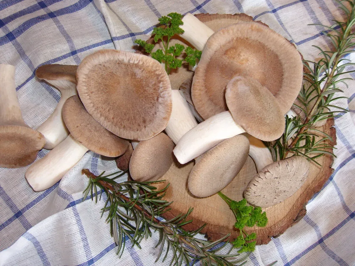 Bio-Kräuterseitlinge DE-ÖKO-021
