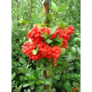 Feuerdorn Pyracantha Red Column 80 cm hoch im 3 Liter Pflanzcontainer