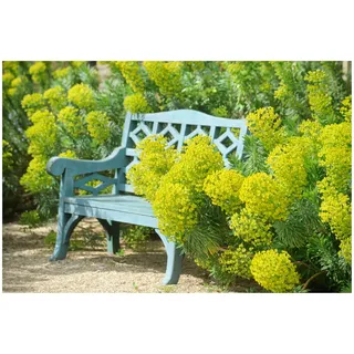 1 x Euphorbia characias ssp. 'Wulfenii' (Stauden/Staude/Mehrjährig/Winterhart/Immergrün) Mittelmeer-Wolfsmilch - Mediterrane Schönheit mit dramatischer Wirkung - Bienenfreundlich - von Stauden Gänge