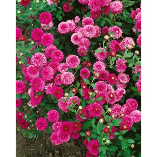 Pflanzen für Dich Staude Chrysanthemum hort. Anastasia, 1 St., Chrysantheme, Garten-Chrysantheme weiß