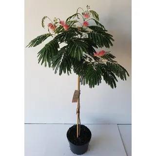 Albizia julibrizin 'Ombrella'- Stämmchen 80 cm, Seidenbaum / Schlafbaum / Seidenakazie, Gesamthöhe: 110-120 cm