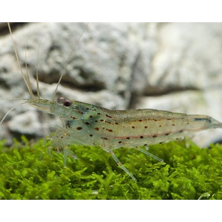 Garnelio - Amanogarnele - Caridina Japonica - 5er Gruppe