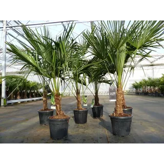 grünwaren Trachycarpus fortunei 140 cm Palme Hanfpalme, winterhart bis -18°C