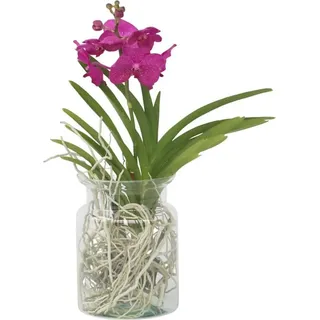Plant in a Box - Vanda 'Cerise' - Höhe 40-50cm - 14cm