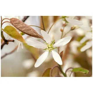 Pflanzen Für Dich Amelanchier lamarckii, Kupfer-Felsenbirne, weiß, 175–200 cm