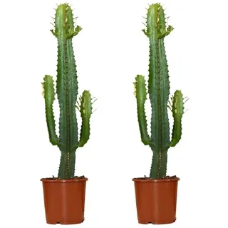 2er-Set - Euphorbia acrurensis - Wolfsmilch - Kaktus - Zimmerpflanzen - pflegeleicht - 60-70 cm hoch - Topf 17 cm - Bloomique