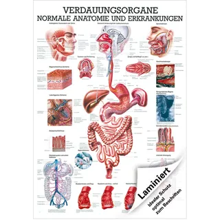 Verdauungsorgane Lehrtafel Anatomie 100x70 cm medizinische Lehrmittel, Laminiert