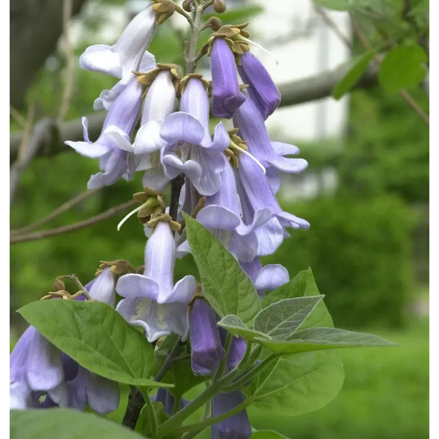 Blauglockenbaum 80-100cm - Paulownia tomentosa