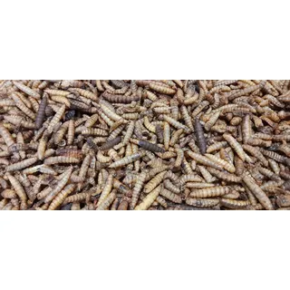 SOLDATENFLIEGENLARVEN (Hermetia Illucens - Black Soldier Flay) 5 Kg