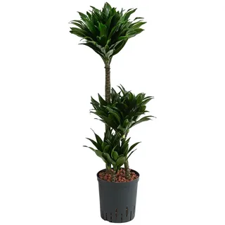 Dehner Drachenbaum, Ø Dracaena compacta, Hydrokultur, Dunkelgrün