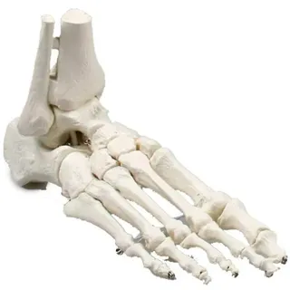 Erler Zimmer Fußskelett, Schien- und Wadenbeinansatz, Anatomie Modell ohne Knochennummerierung