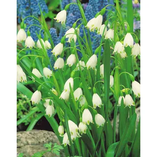 Leucojum Aestivum Späte Märzenbecher (30 Blumenzwiebeln)