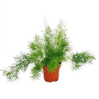 EXOTENHERZ Zierspargel Asparagus densiflorus sprengeri Pflegeleichte Grünpflanze 12cm Topf