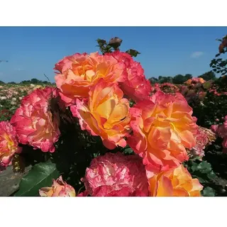 Strauchrose  (Rosa 'LandLust' -R-, Topfvolumen: 5,5 l, Orange)