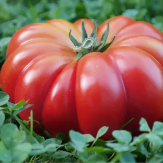 plantico Costoluto Fiorentino Feldtomate, Gemüsesamen für den Garten, 0,2g