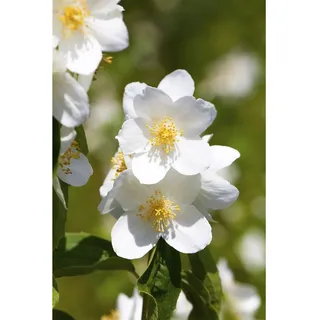Pflanzen Für Dich Philadelphus 'Belle Etoile', Duftjasmin, weiß, 40–60 cm