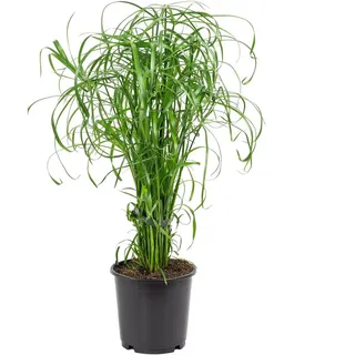 Flowerbox Zyperngras - pflegeleichte Zimmerpflanze, Cyperus alternifolius ca. 60 cm, Topf-Ø 14 cm