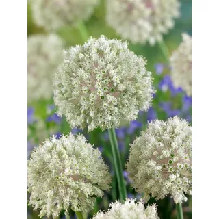 Pflanzen Für Dich Allium nigrum, Schwarzer Lauch ca. 11x11 cm Topf