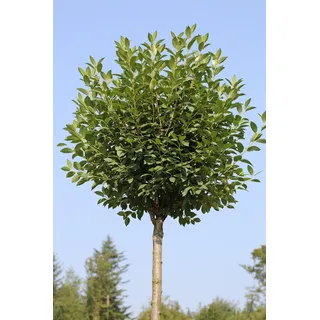 Kugelkirsche, Stämmchen, Höhe: 180-190 cm Prunus fruticosa Globosa, Steppenkirsche + Dünger