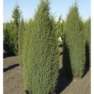 die nr-01.de Irischer Säulenwacholder 40-50cm - Juniperus communis