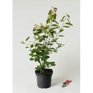Kupfer-Felsenbirne - Amelanchier lamarckii 40-60 cm hoch - Garten von Ehren