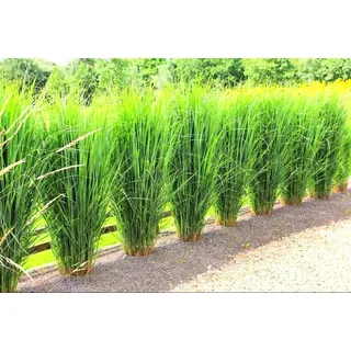 1 x Panicum virgatum 'Northwind' im Topf (Ziergras Gräser Winterhart Mehrjährig Staude) Echte Rutenhirse - EXTREM aufrecht stehend als perfekter Sichtschutz (1)