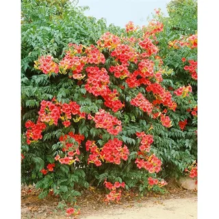 Pflanzen Für Dich Campsis radicans 'Grandiflora', Trompetenblume, orange, 60–100 cm