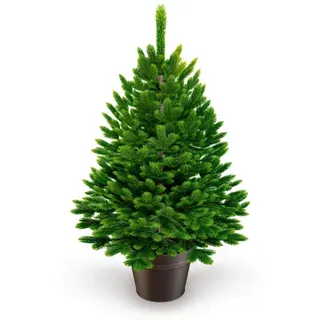 Artitree Weihnachtsbaum »Premium Tanne«, im Topf, 80 cm - gruen