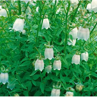 PlantaPro Codonopsis clematidea 9x9 cm Topf – Winterhart, Mehrjährig, Pflegeleicht – Glockenwinde – Kletterpflanze für Steingarten & Rankhilfe