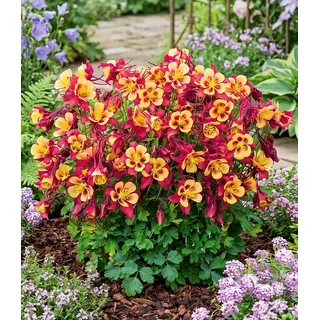 BALDUR Garten Staude Akelei 'Earlybird® Red Yellow', 9 St., Einzigartiig, winterhart, mehrjährig, pflegeleicht bunt