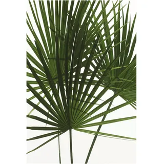 KOMAR Wandbild Palmtree Leaves 50 cm x 70 cm