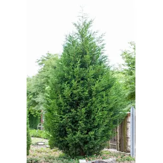 Pflanzen Für Dich Cupressocyparis leylandii 40–60 cm