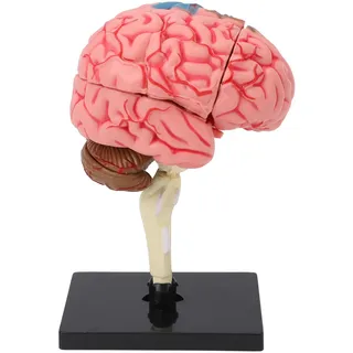 Gehirnmodell, Menschliches Gehirnmodell, Anatomisches Gehirnmodell mit Sockel, Stabiles Display, Neuroanatomie-Struktur, Lehrmittel, Gehirn-Lehrmittel für Bildung, Display,