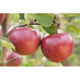 Pflanzen Für Dich Malus 'Jonagold', Apfelbaum, 40 cm Stammhöhe