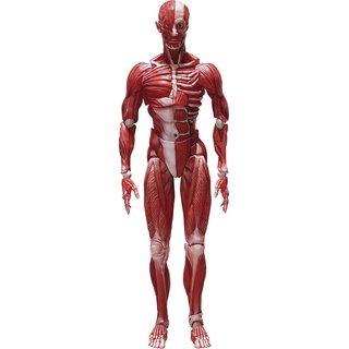 Freeing Human Anatomical Model Figma Actionfigur, Mehrfarbig