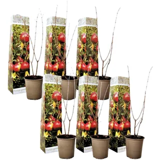 Plant in a Box - Granatapfelbaum - 6 Stk - Punica granatum - Höhe 25-40cm - Topf 9cm