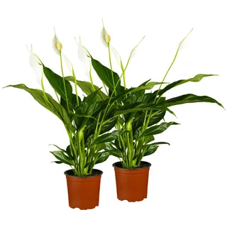 Einblatt - Spathiphyllum walisii, Höhe 30-40 cm, Ø13 cm Topf, 2er Set