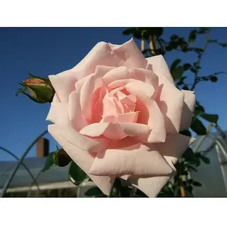 Kletterrose  (Rosa 'New Dawn', Zart Weißrosa)