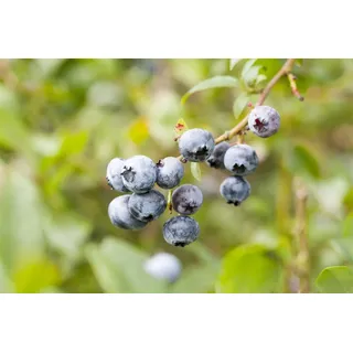 Vaccinium corymbosum 'Elisabeth' 40–60 cm – Winterhart, Mehrjährig, Pflegeleicht – Heidelbeere – Beerenstrauch für Garten & Kübel
