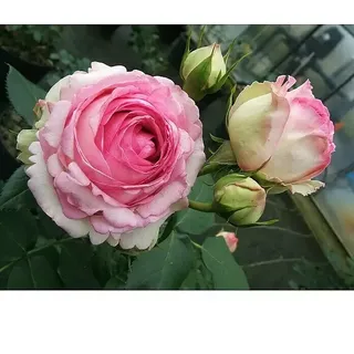 Kletterrose  (Rosa 'Eden Rose '85' -R-, Kräftig Rosa)