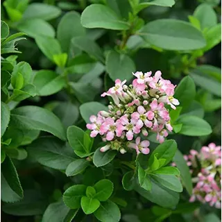 Andenstrauch Pink Elle 40-60cm - Escallonia - lebende Gartenpflanze aus den Baumschulen