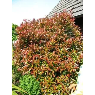 immergrüne Glanzmispel Solitär Photinia fraseri Red Robin 100-125 cm hoch im 5 Liter Pflanzcontainer