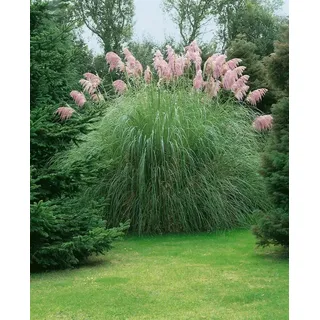 Pflanzen Für Dich Pflanze Cortaderia selloana Rosea