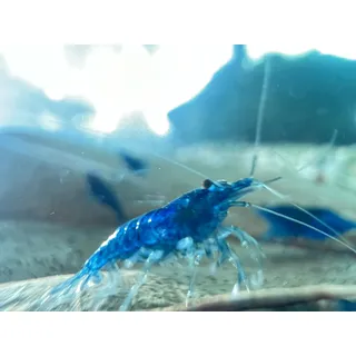 Garnelen Blue Dream (Neocaridina davidi) Blaue Garnelen (50)