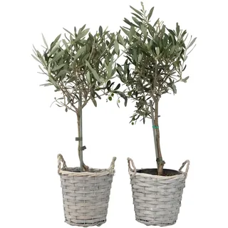 Plant in a Box - Olivenbaum im Korb (45 cm)
