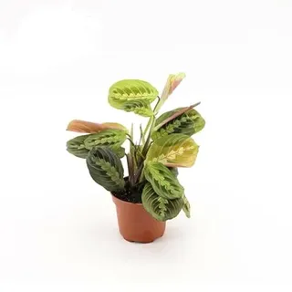 Maranta Leuconeura Fascinator Tricolor – 30 cm Pfeilwurz Zimmerpflanze | Luftreinigend & Pflegeleicht | Perfekt für Wohnzimmer & Büro