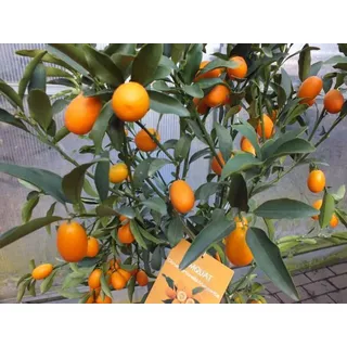 Blumen-Senf Kumquat mit Frucht 130-160 cm Fortunella margarita Citrus Zitrus Zitruspflanze