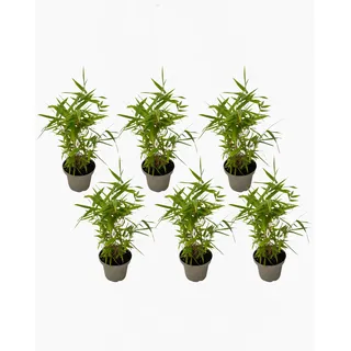 Plant in a Box - Bambus - 6er-Set - Fargesia nitida 'Black Dragon' - Höhe 25-40cm - Topf 14cm