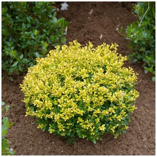 1 x Ilex crenata 'Golden Gem' Kugel 30-40 cm (Buchsbaum Ersatz/Immergrün/Winterhart/Mehrjährig) gelber Berg Ilex - Der goldene Glanzpunkt für Ihren Garten - von Stauden Gänge