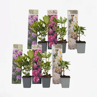 Plant in a Box - Rhododendren - 6 Stk - Rhododendron catawbiense - Höhe 25-40cm - Topf 9cm